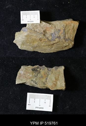 Thelxiope sp.