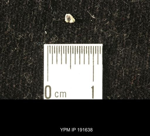 undet. Coleoptera