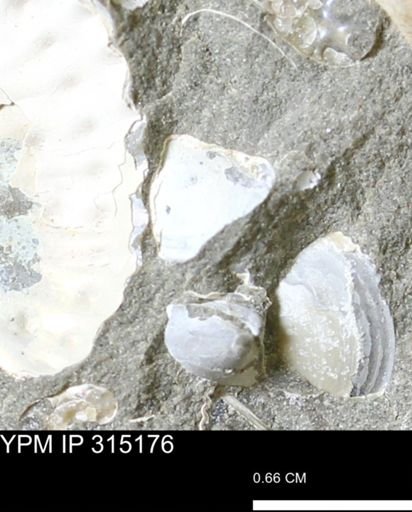 undet. Scaphitidae