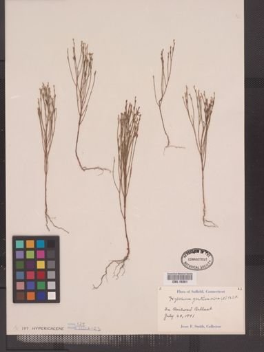 Hypericum gentianoides