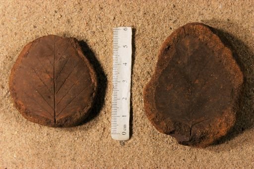 Betulites westii latifolia