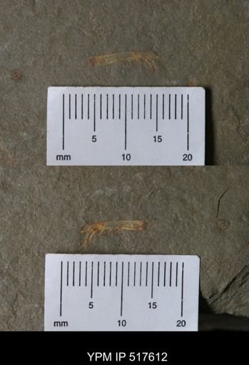 undet. Arthropoda