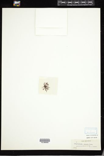 Polysiphonia pennata