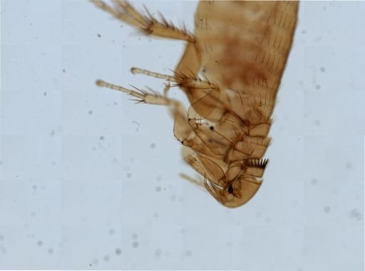 Nosopsyllus fasciatus