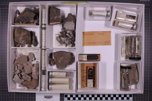 mixed taxa, stratigraphic collection