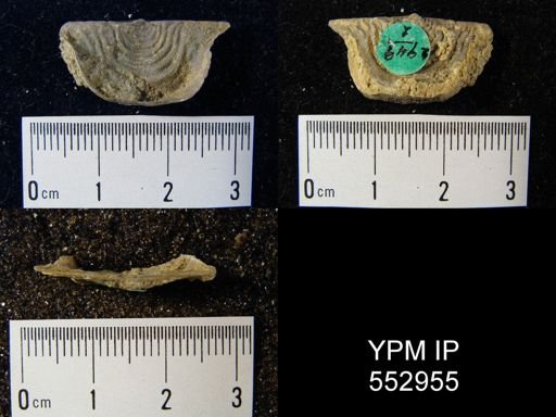 Leptaena sp.