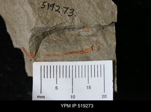 undet. Annelida