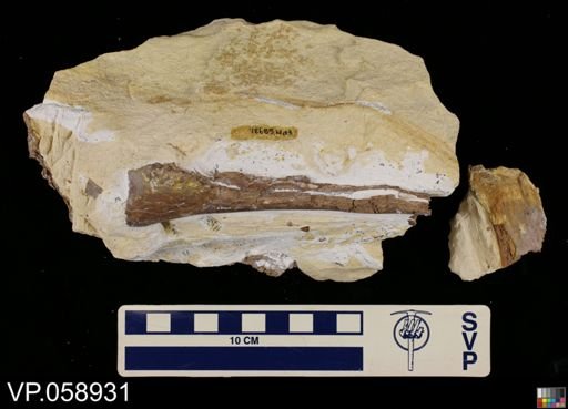 Platecarpus