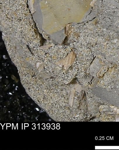 undet. Mollusca