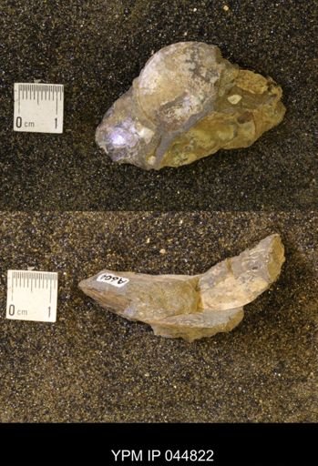 Sphenodiscus lenticularis