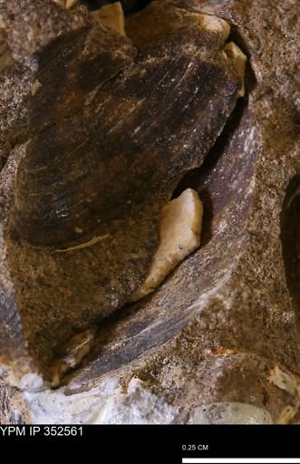 undet. Bivalvia