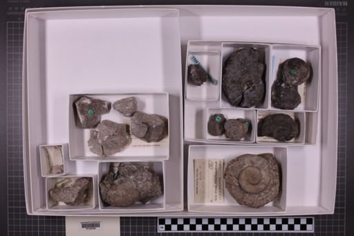 mixed taxa, stratigraphic collection