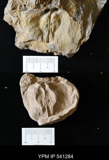 Gigastropheodonta gigas