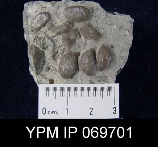 Plectambonites sericeus glaber