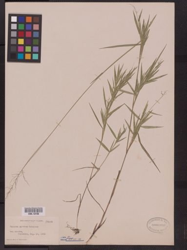 Panicum spretum