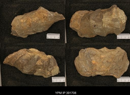 undet. Ammonoidea