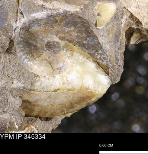 undet. Ammonoidea