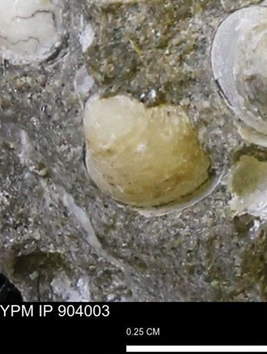 Corbulamella sp.