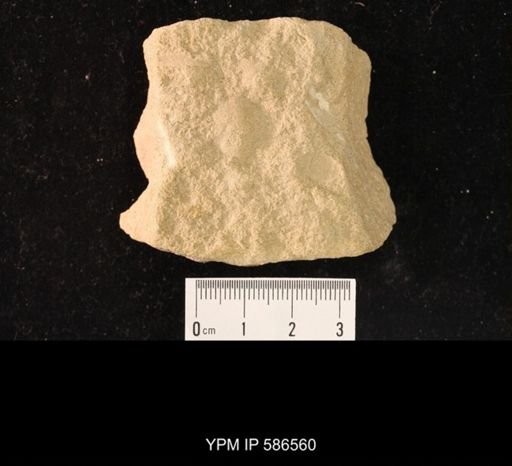 Arionellus (Agraulos) convexus