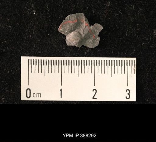 Ambocoelia planoconvexa