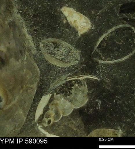Ostrea translucida