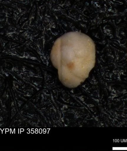undet. Foraminiferida