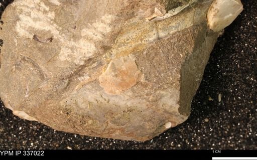 undet. Mollusca