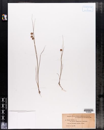 Juncus nodosus