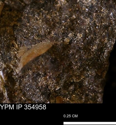 undet. Mollusca