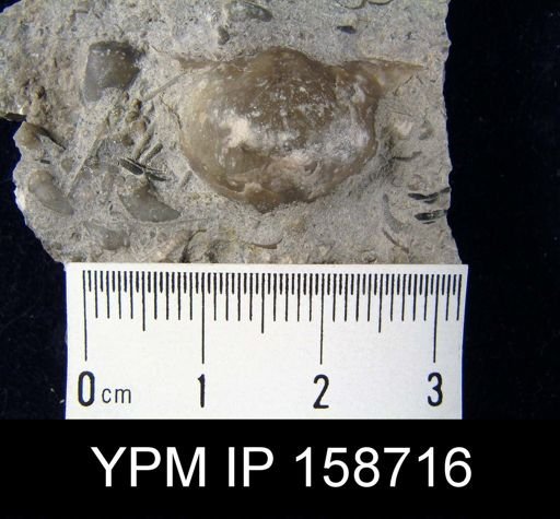 Brachyprion robustum alatum