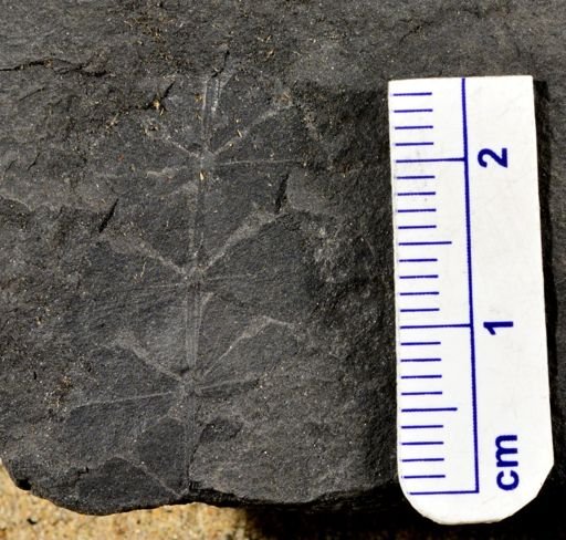 Sphenophyllum sp.