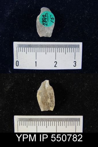 undet. Athyridida