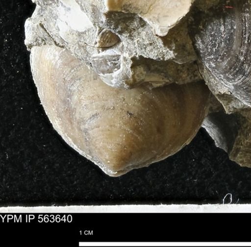 Limopsis striatopunctatus