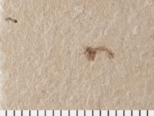 Hymenoptera