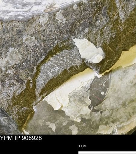 Oxytoma (Hypoxytoma) nebrascana