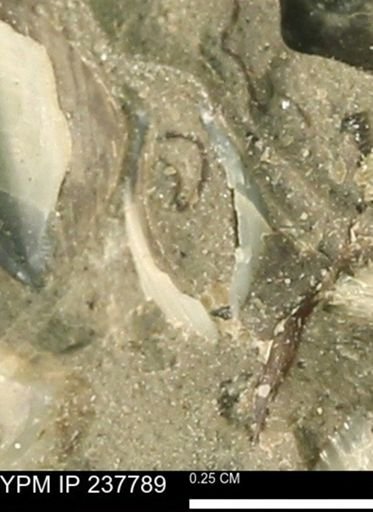 Limopsis striatopunctatus