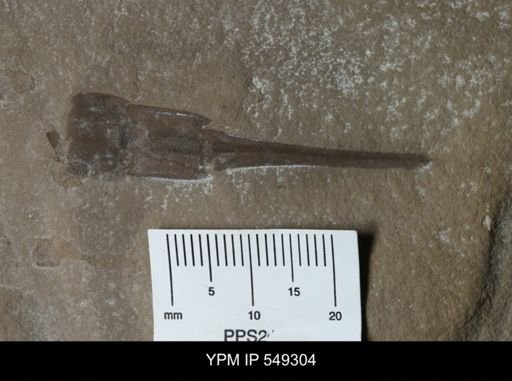 Eurypterus remipes remipes