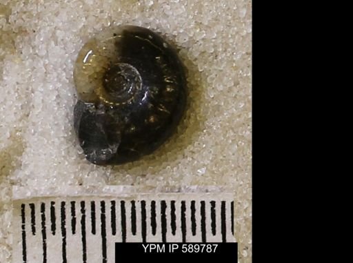 Jeletzkytes nebrascensis