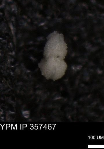 undet. Foraminiferida