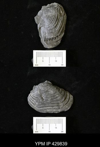 Grammysioidea arcuata