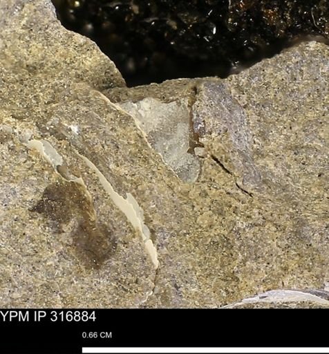 undet. Mollusca