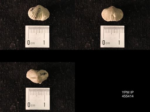 Platystrophia morrowensis