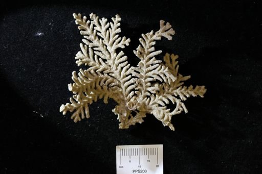 Acanthocladia sp.