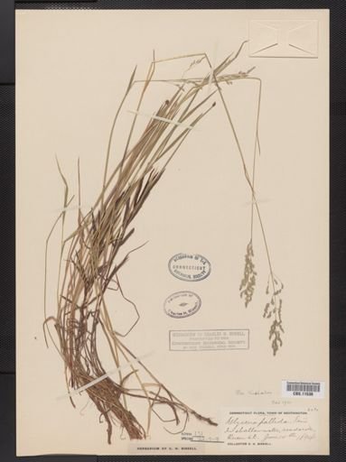 Poa trivialis