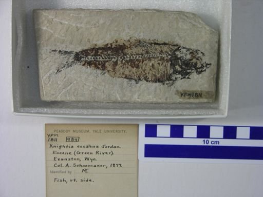 Knightia eocaena