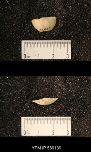Sowerbyella sp.