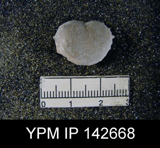 Marginifera typica