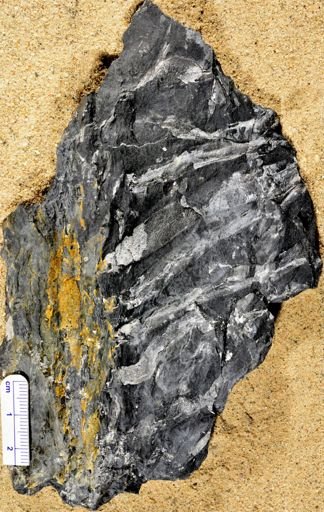 Stigmaria ficoides