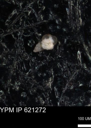 undet. Heterohelicidae