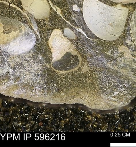 undet. Mollusca